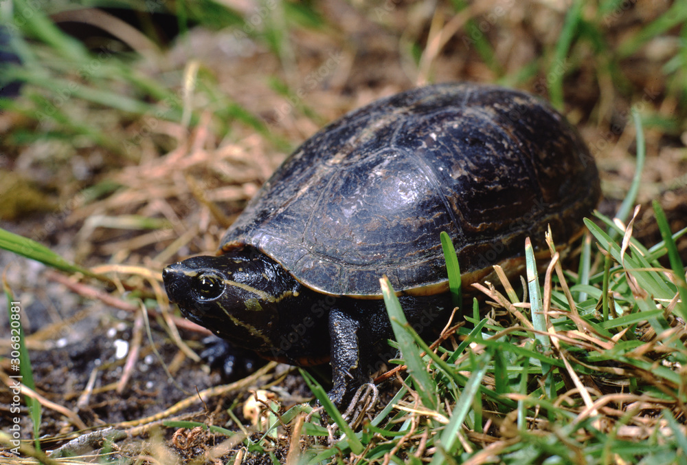 Striped Mud Turtle (Kinosternon Baurii) Stock Photo | Adobe Stock