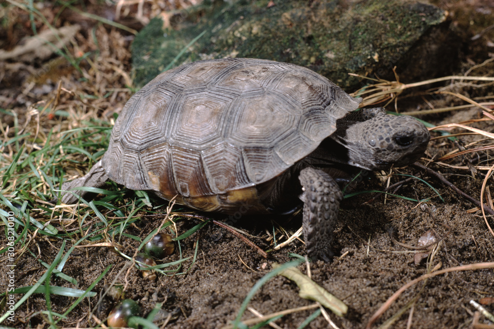 Gopher Tortoise (Gopherus Polyphemus) Gopher Tortoise (Gopherus Polyphemus)