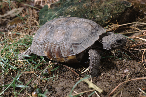 Gopher Tortoise (Gopherus Polyphemus)
