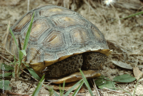 Gopher Tortoise (Gopherus Polyphemus)