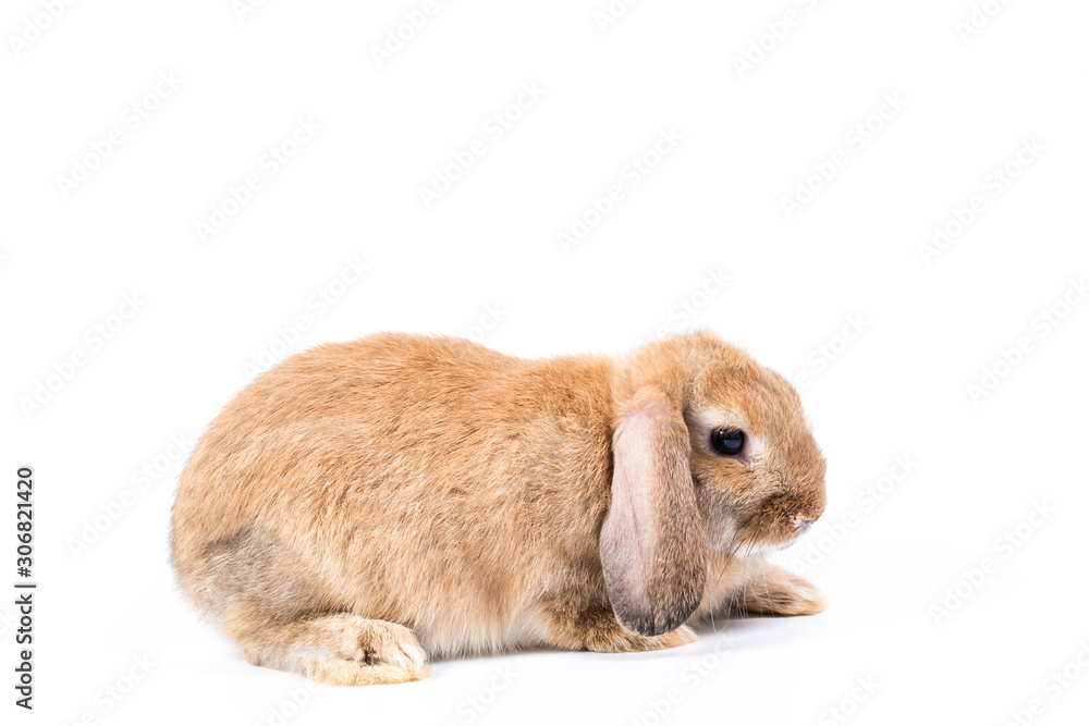 rabbit rabbit