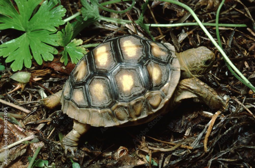 Gopher Tortoise (Gopherus Polyphemus) Baby Gopher Tortoise (Gopherus Polyphemus) Baby