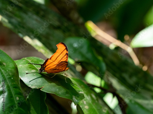 Marpesia petreus photo