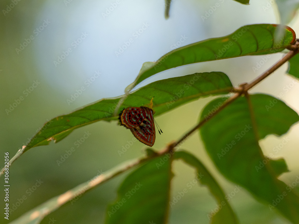 ニシキシジミタテハ属(Sarota acanthoides) ニシキシジミタテハ属(Sarota acanthoides)