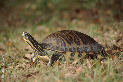 Peninsula Cooter Turtle (Pseudemys Peninsularis)