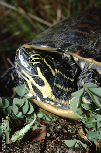 Peninsula Cooter Turtle (Pseudemys Peninsularis) photo