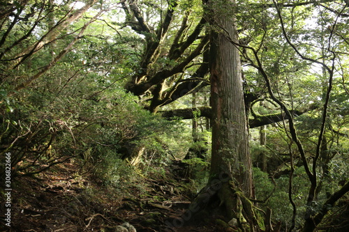 屋久島 苔むすジブリの森 白谷雲水峡