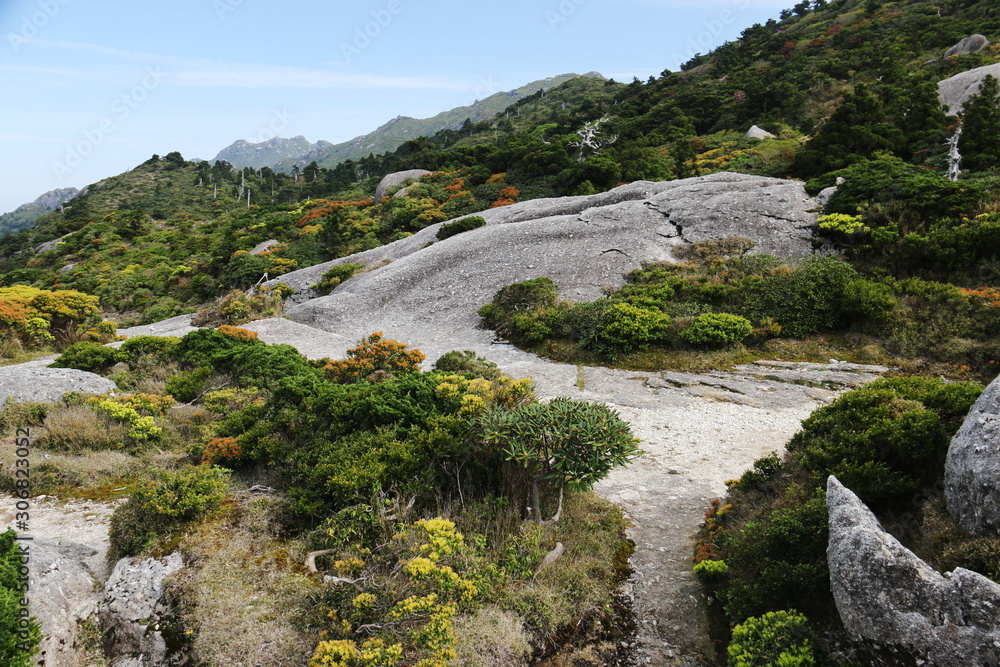 屋久島 最高峰宮之浦岳 山頂への道 投石平 屋久島 最高峰宮之浦岳 山頂への道 投石平