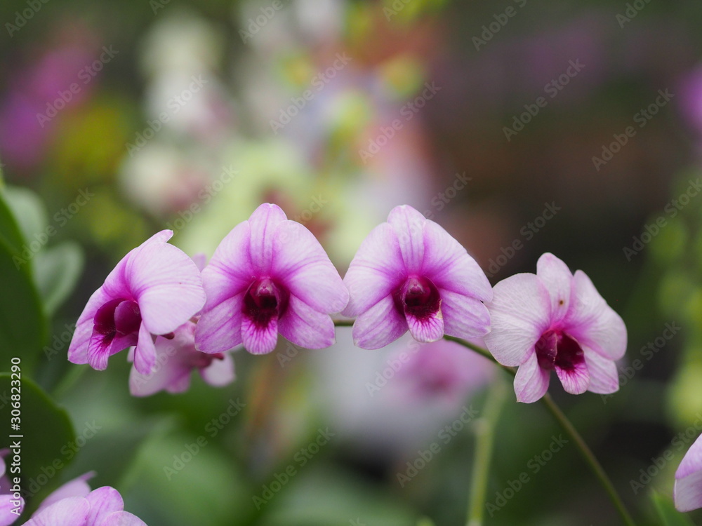 Orchid flower and green leaves background in the garden. Orchid flower and green leaves background in the garden.