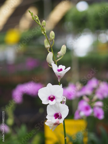 Orchid flower in garden at winter or spring day for postcard beauty and agriculture idea concept design. Vanda Orchid.