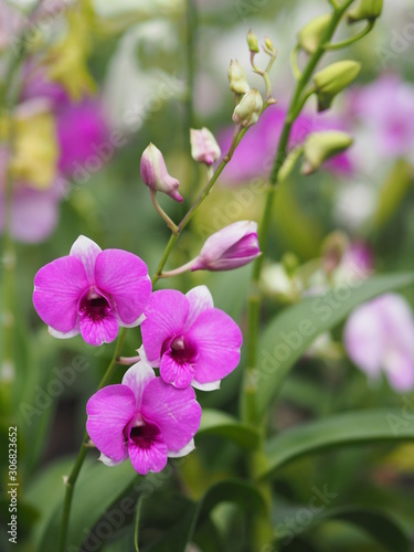 Orchid flower and green leaves background in the garden.
