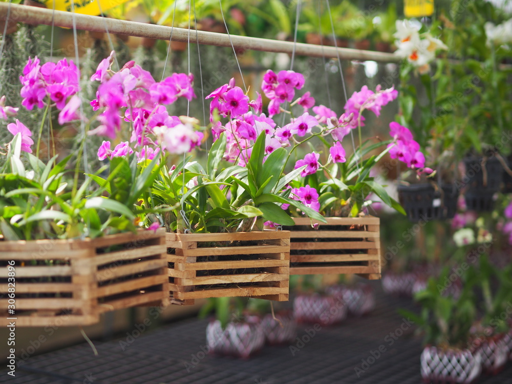 Orchid flower in garden at winter or spring day for postcard beauty and agriculture idea concept design. Vanda Orchid. Orchid flower in garden at winter or spring day for postcard beauty and agriculture idea concept design. Vanda Orchid.
