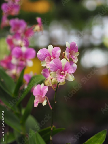 Orchid flower in garden at winter or spring day for postcard beauty and agriculture idea concept design. Vanda Orchid.