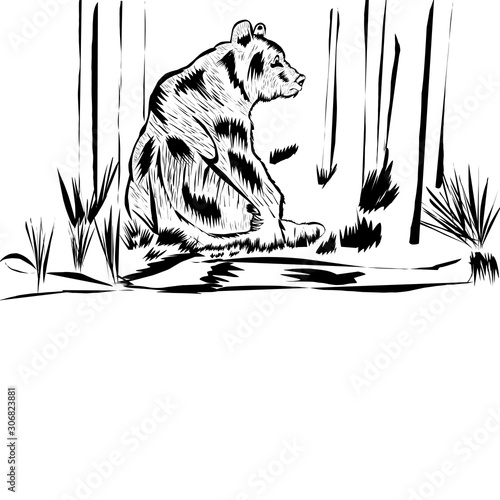 Bear on jungel