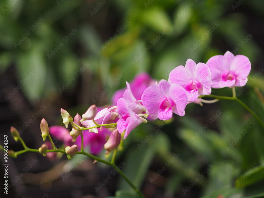 Fototapeta premium Orchid flower and green leaves background in the garden.