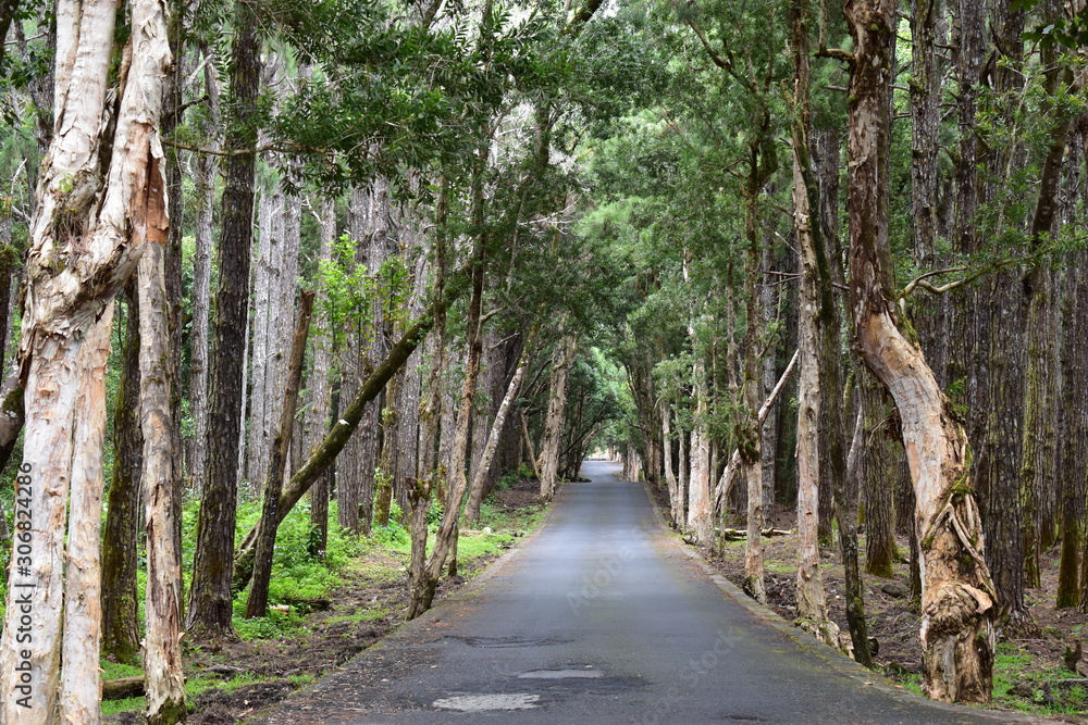 Fototapeta premium Country small road running through a forest, perspective background.