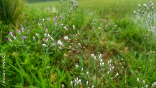 Small grass with beautiful flowers on the edge of rice fields - Image