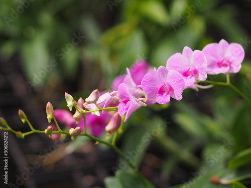 Orchid flower in garden at winter or spring day for postcard beauty and agriculture idea concept design. Vanda Orchid.