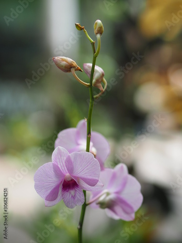 Orchid flower in garden at winter or spring day for postcard beauty and agriculture idea concept design. Vanda Orchid.