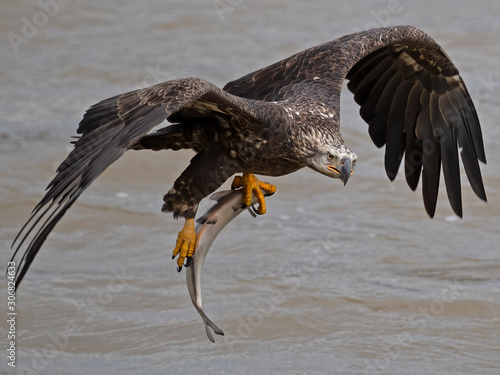 Juvenile Bald Eagle in Flight with Fish