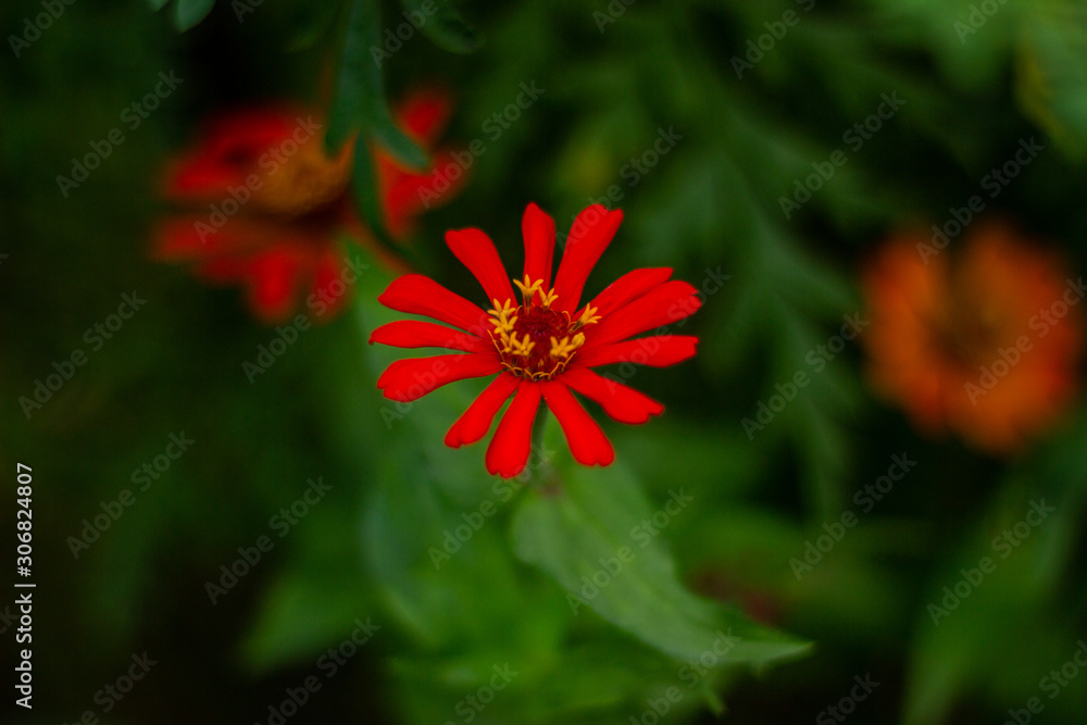 beautiful cosmos flower or flower kenikir which blooms in the backyard garden of Sleman, Indonesia. beautiful cosmos flower or flower kenikir which blooms in the backyard garden of Sleman, Indonesia.