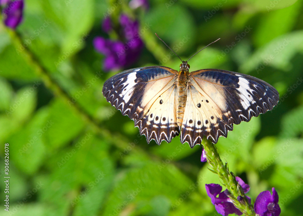 Naklejka premium A leopard lacewing butterfly, Cethosia cyane, on green vine with wings fully extended. Female.