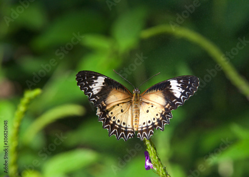 A leopard lacewing butterfly, Cethosia cyane, on green vine with wings fully extended. Female. © sheilaf2002