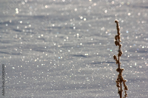 氷点下の雪原の煌めき。氷を纏った枯草と太陽の光に輝く雪面。 © Masa Tsuchiya