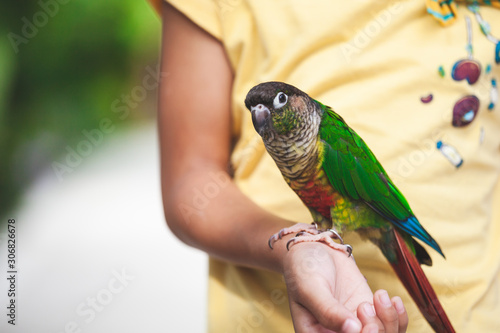 Beautiful little parrot birds standing on child hand. Asian child girl play with her pet parrot bird with fun