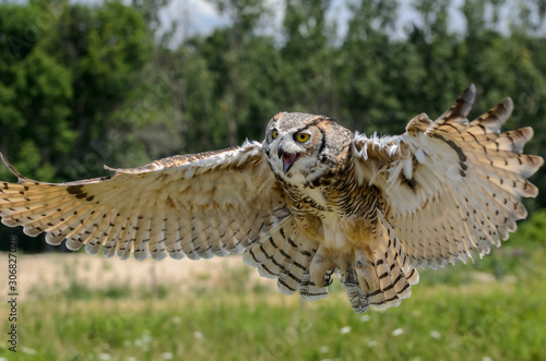 Great Horned Owl