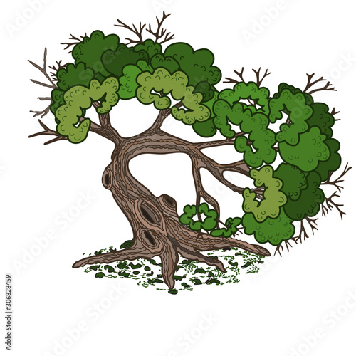 spreading tree with hollows on the trunk and roots  color clip-art on a white isolated background