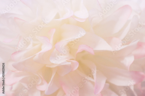 Fototapeta Naklejka Na Ścianę i Meble -  Beautiful abstract color pink and white flowers background and pink flower frame and white and pink background texture 