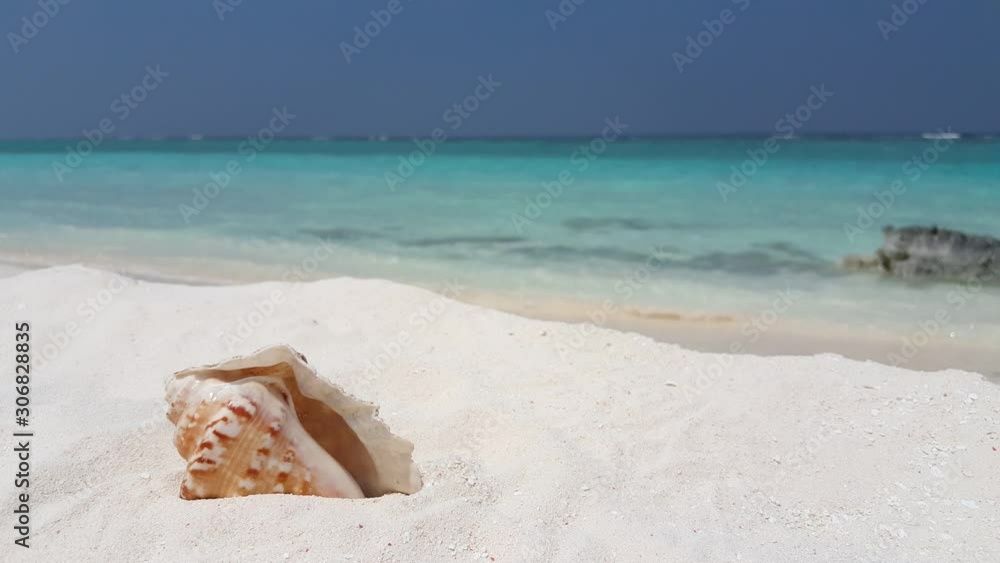Beautiful seashell plunged on white sand of quiet exotic beach with blur background of turquoise sea and blue sky, copy space Beautiful seashell plunged on white sand of quiet exotic beach with blur background of turquoise sea and blue sky, copy space
