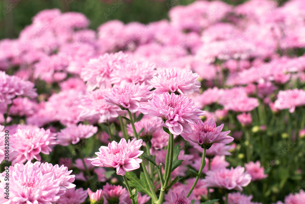 Beautiful pink chrysanthemum in the garden Beautiful pink chrysanthemum in the garden