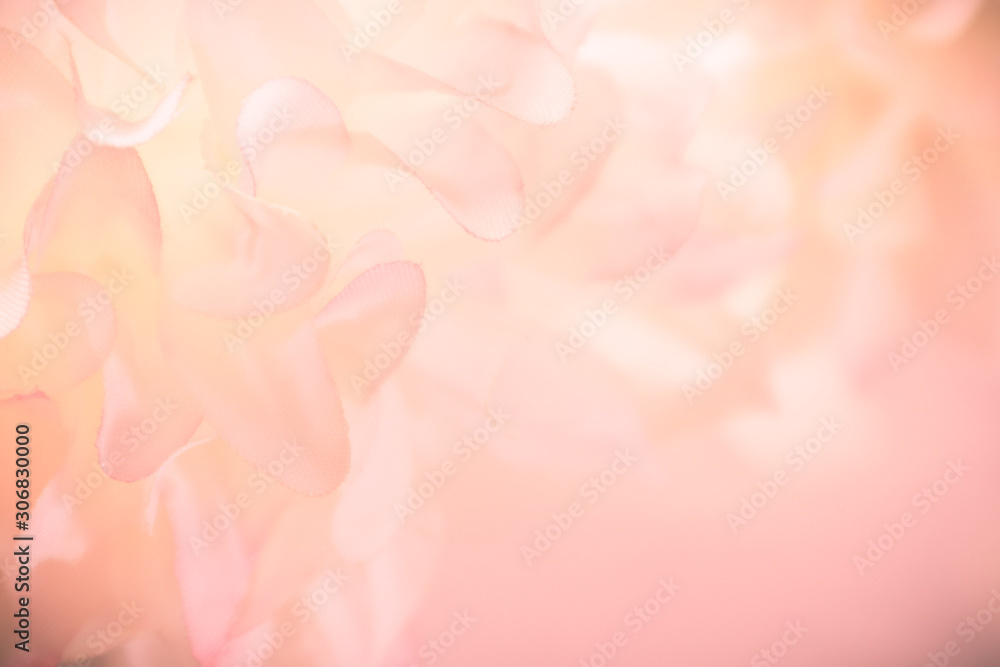 Beautiful abstract color pink and white flowers background and pink flower frame and white and pink background texture 