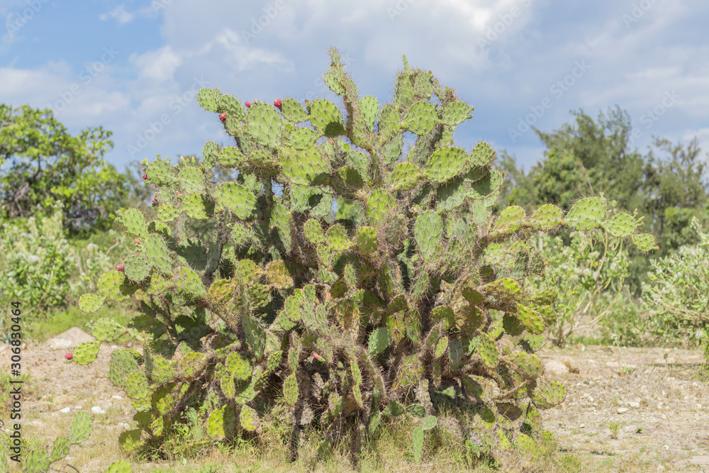 A bush of prickly wild green cactus with new sprouts A bush of prickly wild green cactus with new sprouts