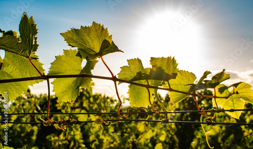 Fotografie A close up of grapevines on a trellis, backlit by afternoon sun, details of leaf veins and tendrils glowing