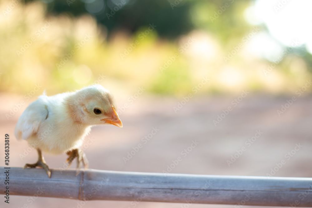 Cute small chicks In nature, the soft sunlight in the morning Cute small chicks In nature, the soft sunlight in the morning