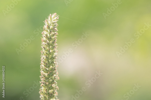 flowers grass in the morning