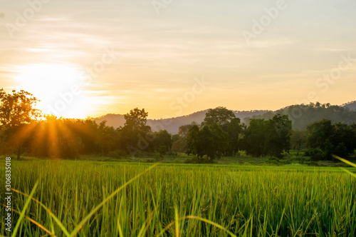 Rice fields and crops in sunset.