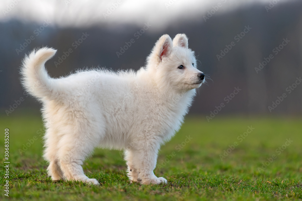 Obraz premium Puppy cute White Swiss Shepherd dog portrait on meadow