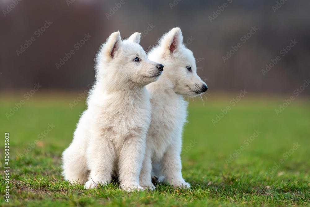 Puppy cute White Swiss Shepherd dog portrait on meadow