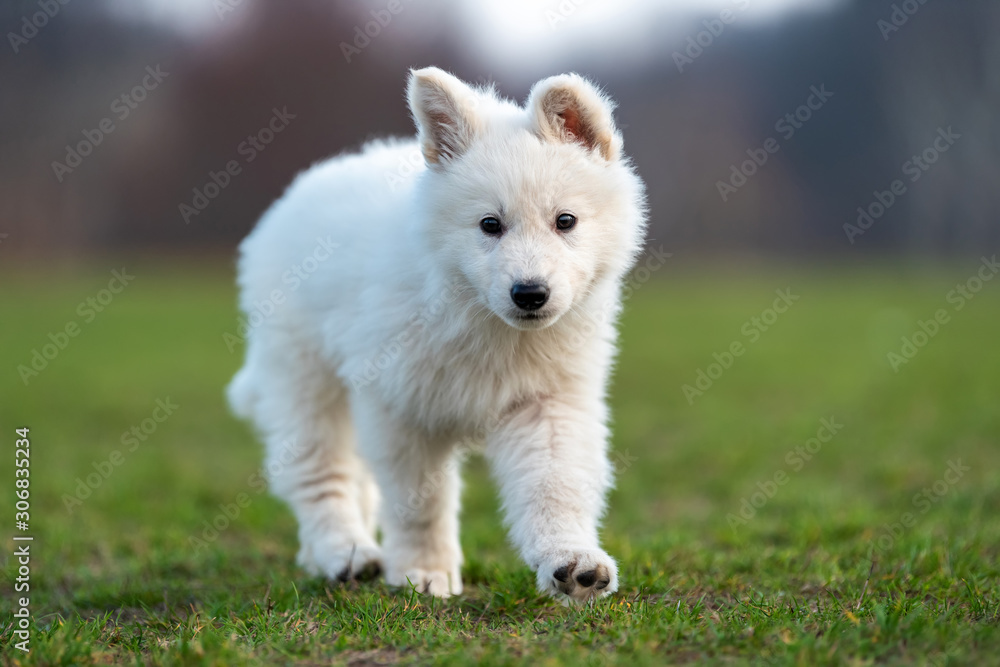 Puppy cute White Swiss Shepherd dog portrait on meadow Puppy cute White Swiss Shepherd dog portrait on meadow