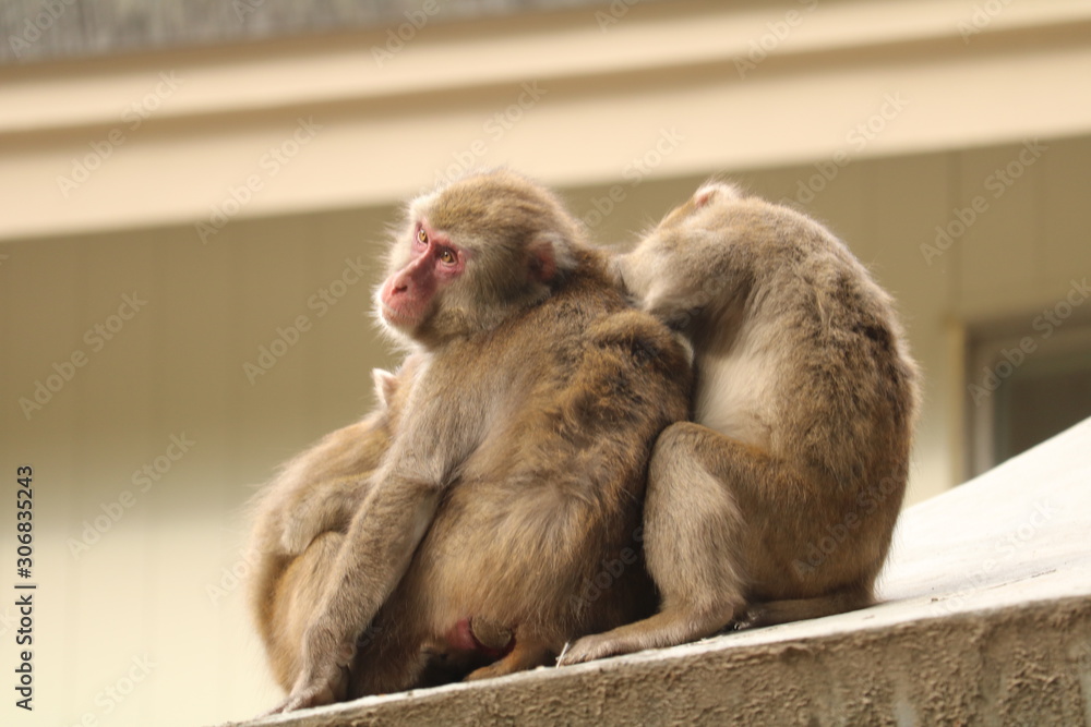 Fototapeta premium さる