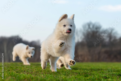 Puppy cute White Swiss Shepherd dog portrait on meadow