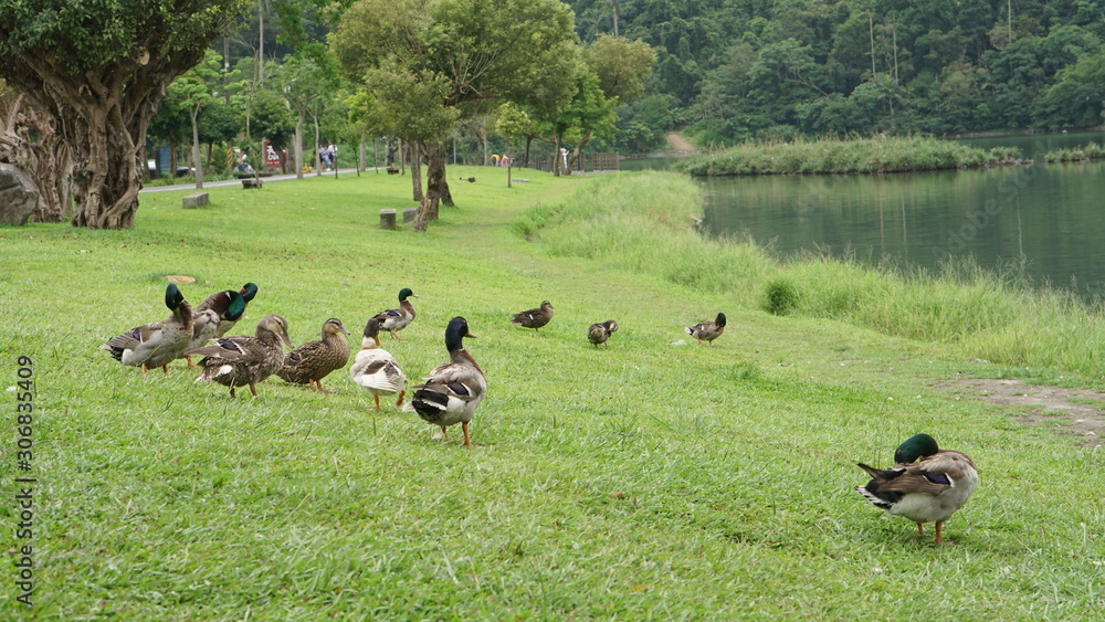 Group of mallard duck at grassland across from lake. Group of mallard duck at grassland across from lake.