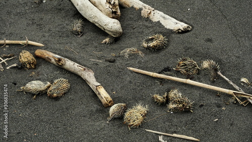 Many died puffer fish on dirty beach.  photo