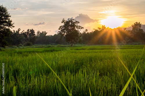 Rice fields and crops in sunset.