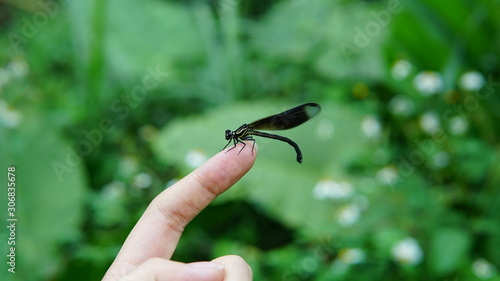 Damselfly stay on finger. Get near to the nature. © CHANG