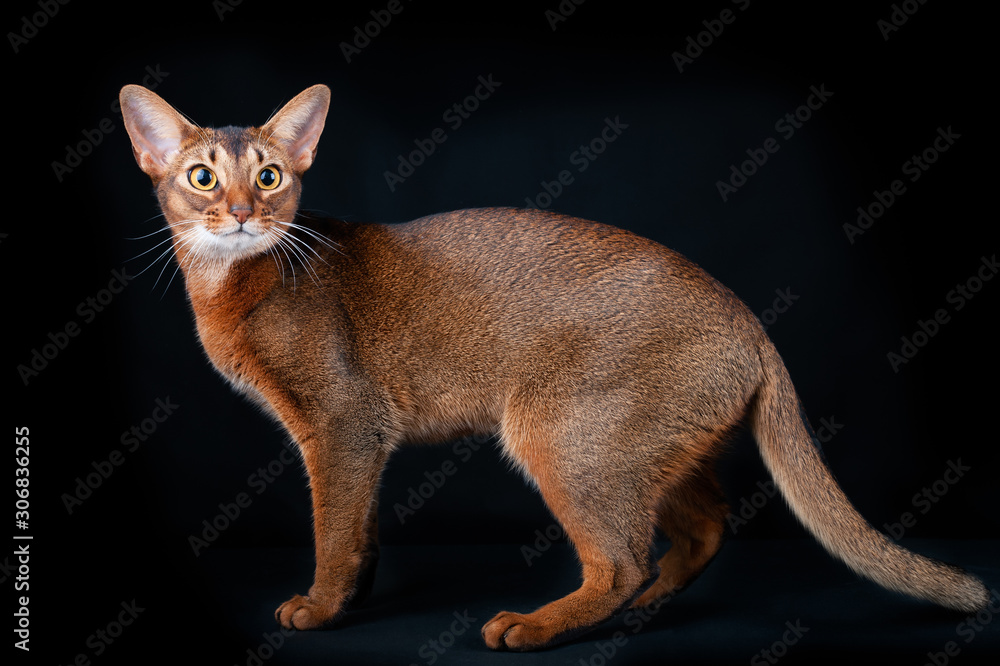 Black Abyssinian Cat